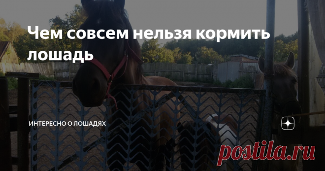 Чем совсем нельзя кормить лошадь Совсем-совсем нельзя, даже чуть-чуть.