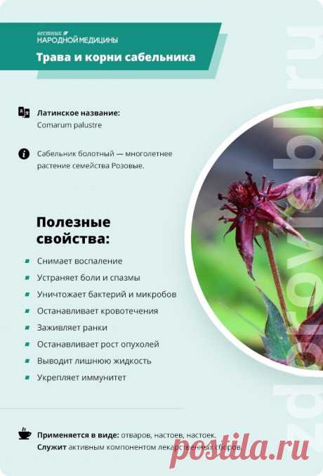 Трава и корни сабельника