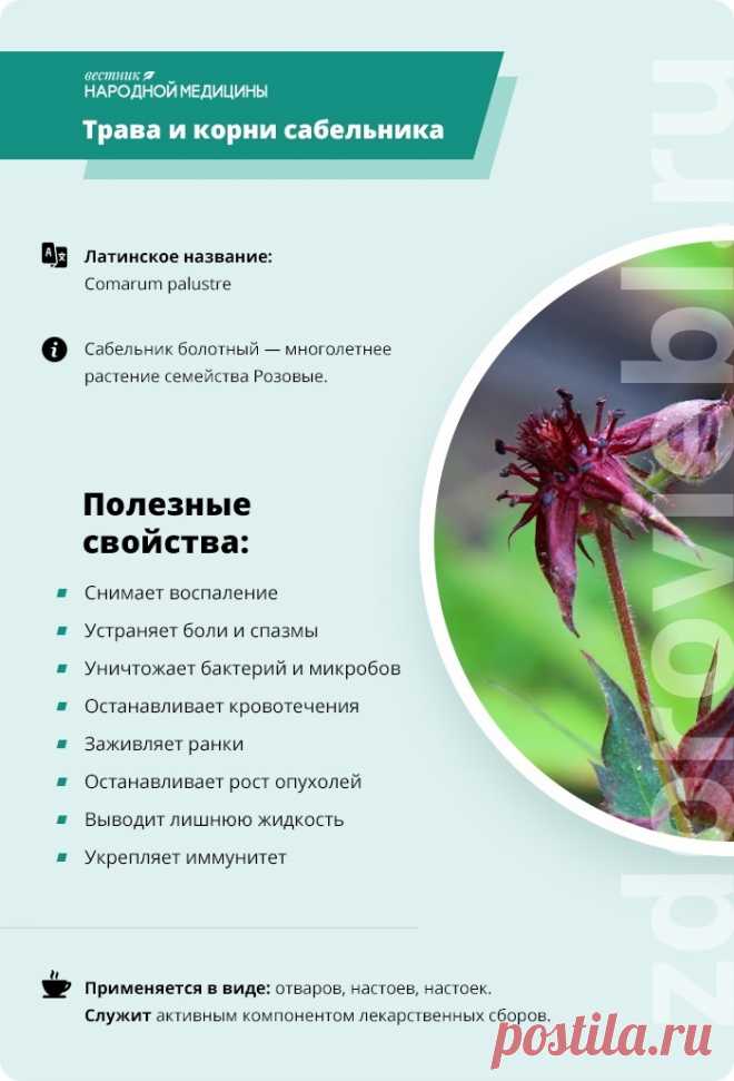 Трава и корни сабельника