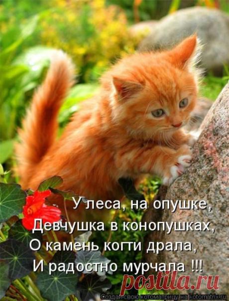 Самые забавные котоматрицы прошедшей недели / Питомцы
