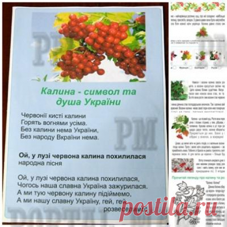 Лепбук &quot;Калина - символ та душа України&quot;. Походження назви, зовнішній вигляд, цікаві факти та вірші про калину - це час, проведений весело та з користю.