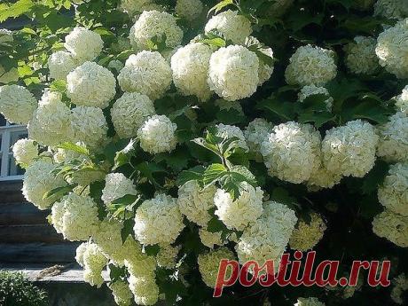 Калина Бульденеж - зимняя сказка в Вашем саду