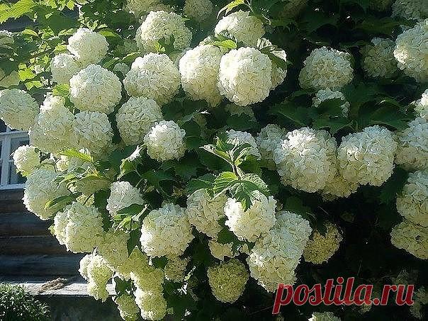 Калина Бульденеж - зимняя сказка в Вашем саду