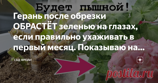 Герань после обрезки ОБРАСТЁТ зеленью на глазах, если правильно ухаживать в первый месяц. Показываю на примерах Статья автора «Сад Фрейи» в Дзене ✍: В пятницу - Пеларгониевый день в 