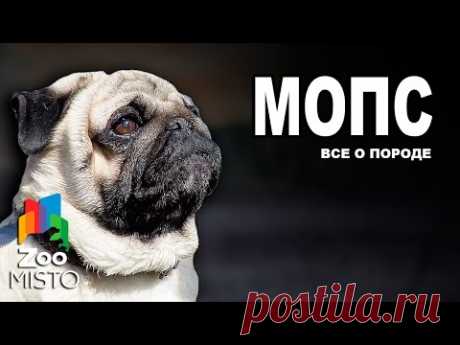 Мопс - Все о породе собаки | Собака породы Мопс