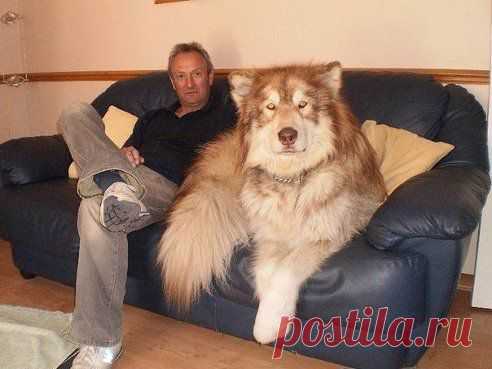 Правильный домашний пёсик =)