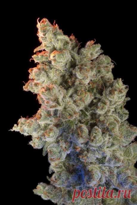 Super Silver Haze
Genotype: 90% Sativa
Genetics: Haze x (Skunk x Northern Lights)
Height: up to 4.5 m outdoors
Flowering: 70-80 days
THC: 16-20%
Yield: 0.75-1.4 kg/m2 indoors end of October outdoors

SSH is a very fragrant strain, significant due to its captivating Haze-like taste and a strong psychedelic effect it gives. 
#Rastaman_Seeds
