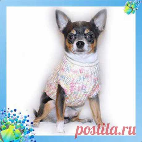 Вязанный свитер для собаки. Схема вязания 30