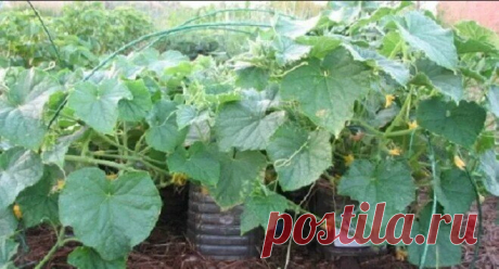 Хитрый метод посадки и выращивания огурцов. Результат меня удивил | Моя любимая усадьба | Яндекс Дзен
