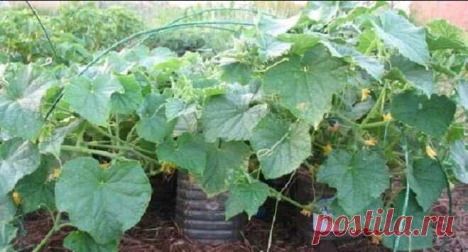 Хитрый метод посадки и выращивания огурцов. Результат меня удивил | Моя любимая усадьба | Яндекс Дзен