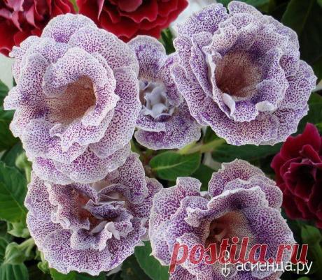 Синнингия - (Глоксиния) уход и размножение: Группа Комнатные растения