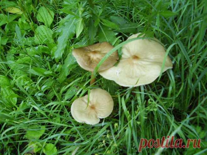 Поганки, но какие красивые