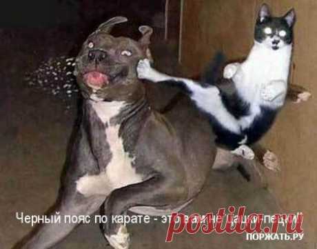 Я владею: ушу, кун-фу.. и  испуг-бью))))))