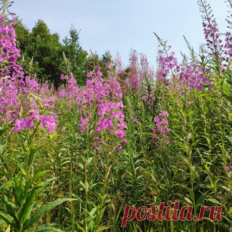 Как я сушу Иван-чай. Простой способ ферментации | Огород У-Дачи на Урале | Яндекс Дзен