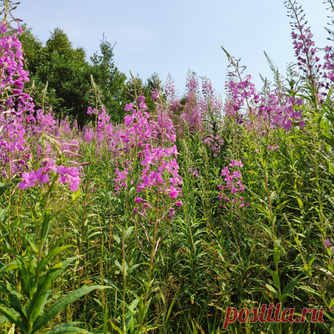 Как я сушу Иван-чай. Простой способ ферментации | Огород У-Дачи на Урале | Яндекс Дзен