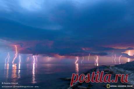 Лучшие фотографии дикой природы России