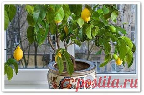 Как вырастить лимон в домашних условиях (видеоурок)