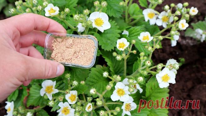 Раскидываю такой порошок прямо по клубнике когда цветёт и плодоносит. Урожай становится в разы больше и вредитель пропадает. | Сад огород life | Дзен
