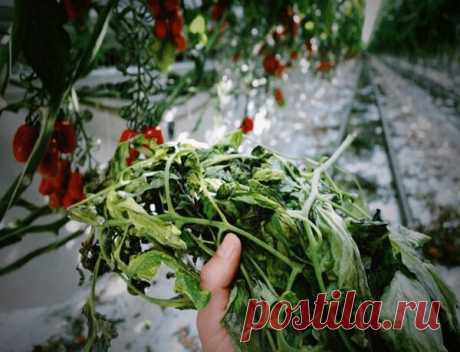 Как эффективно использовать ботву от помидоров, чтобы повысить плодовитость | Блог Палыча | Яндекс Дзен