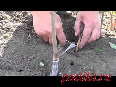Окулируем сливу на алыче. Grafting plums. - YouTube