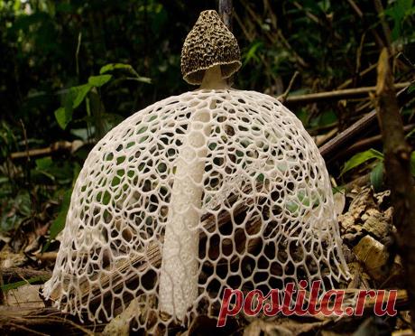 Диктиофора сдвоенная (Dictyophora duplicata)