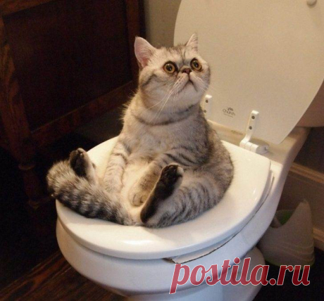 Жутко перепугалась ночных шумов, но выяснив их источник, хохотала до изнеможения