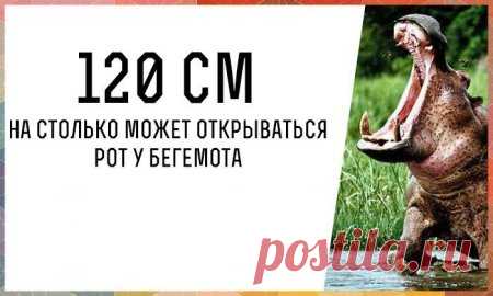 Удивительно, но факт » Поржать.ру