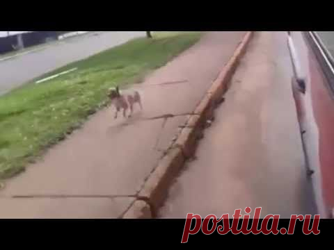 Хозяина этого пса увезла «скорая». То, что произошло потом, вызывает только восхищение! / Видеохит - лучшее видео интернета