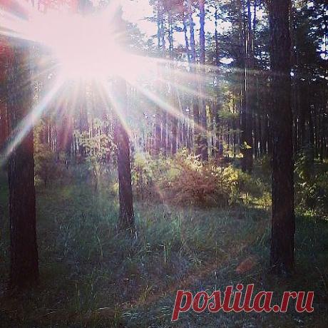 Утро в лесу