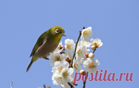 Обои небо, цветы, ветки, птица, весна, лепестки, сакура, цветение картинки на рабочий стол, раздел животные - скачать