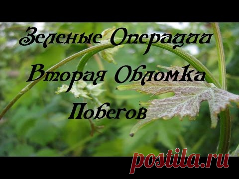 Вторая обломка побегов на кустах винограда.[зеленые операции]