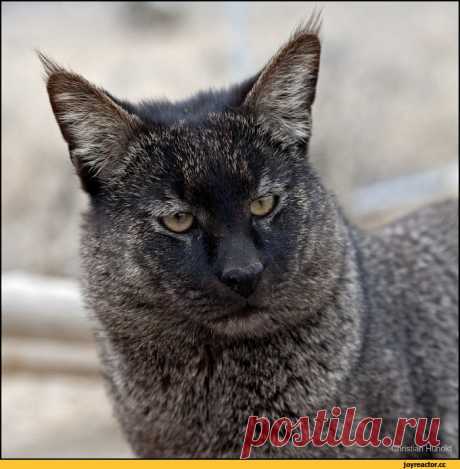 JoyReactor - смешные картинки и другие приколы: комиксы, гиф анимация, видео, лучший интеллектуальный юмор.