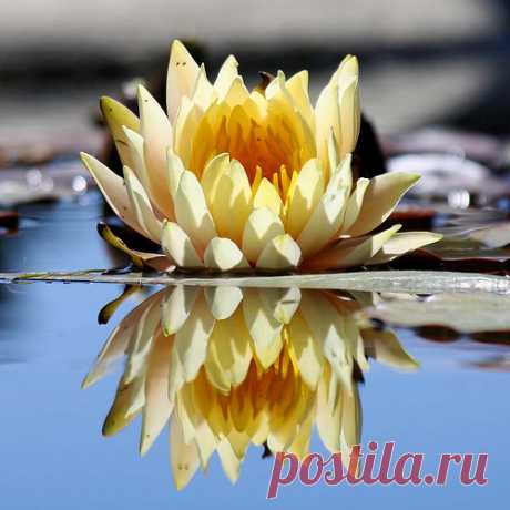 Attaining Wisdom by tinyfroglet  /  https://photographyblogger.net  |  35 Beautiful Water Lily Pictures
