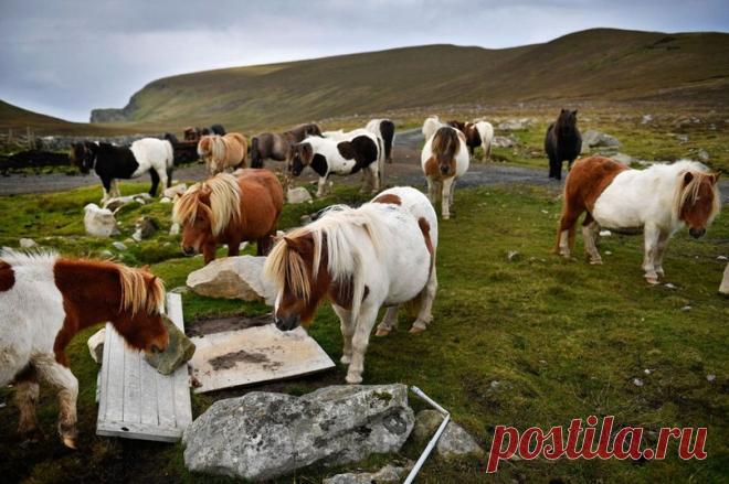 Остров Фула – лошадок здесь больше, чем людей | Журнал 