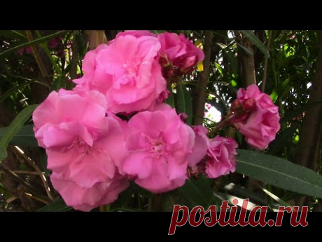 ОЛЕАНДР КРАСИВОЕ ВЕЧНОЗЕЛЁНОЕ РАСТЕНИЕ. ФРАНЦИЯ.