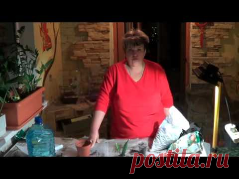 Эпифиллум (ЭПИФИЛЛЮМ, ФИЛЛОКАКТУС). ЛЕСНЫЕ КАКТУСЫ. СОВЕТЫ ЦВЕТОВОДАМ