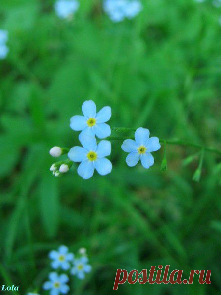 Лето | Фотографии Ксюша Ксюшина | 201 фото