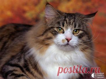 Норвежская лесная кошка Норвежская лесная кошка — порода полудлинношёрстных кошек, наиболее распространена в странах Северной Европы. В Норвегии порода известна как Skogkatter или Skaukatter (от «skog» и «skau», означающих «лес» на различных норвежских диалектах) и Norsk Skogkatt (Норвежская лесная кошка) и...