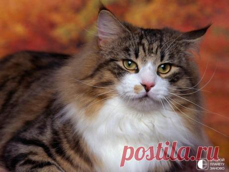 Норвежская лесная кошка Норвежская лесная кошка — порода полудлинношёрстных кошек, наиболее распространена в странах Северной Европы. В Норвегии порода известна как Skogkatter или Skaukatter (от «skog» и «skau», означающих «лес» на различных норвежских диалектах) и Norsk Skogkatt (Норвежская лесная кошка) и...