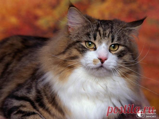 Норвежская лесная кошка Норвежская лесная кошка — порода полудлинношёрстных кошек, наиболее распространена в странах Северной Европы. В Норвегии порода известна как Skogkatter или Skaukatter (от «skog» и «skau», означающих «лес» на различных норвежских диалектах) и Norsk Skogkatt (Норвежская лесная кошка) и...