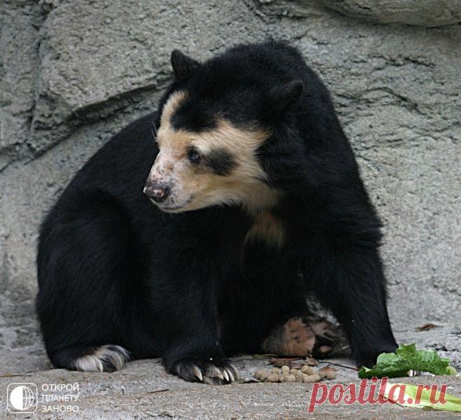 Очковый медведь - Путешествуем вместе