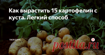 Как вырастить 15 картофелин с куста. Легкий способ