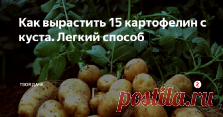 Как вырастить 15 картофелин с куста. Легкий способ