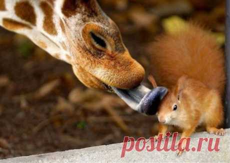 (+1) тема - Животные тоже умеют дружить! | Четвероногий юмор