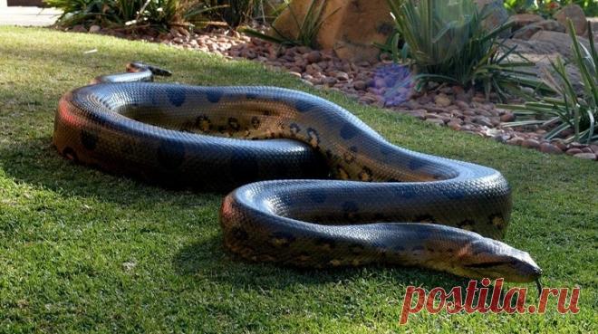 Анаконда: Мифы и правда