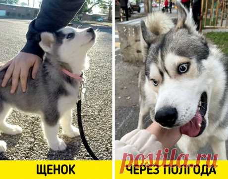 11 популярных пород собак, которые люди безответственно покупают, а потом возвращают из-за неудобств