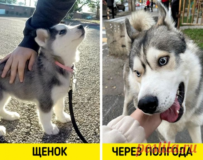 11 популярных пород собак, которые люди безответственно покупают, а потом возвращают из-за неудобств