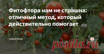 Фитофтора нам не страшна: отличный метод, который действительно помогает Натуральное средство борется с фитофторой на 
