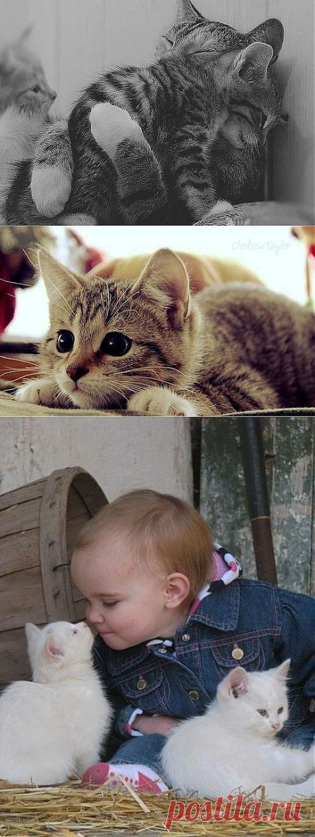 Cats