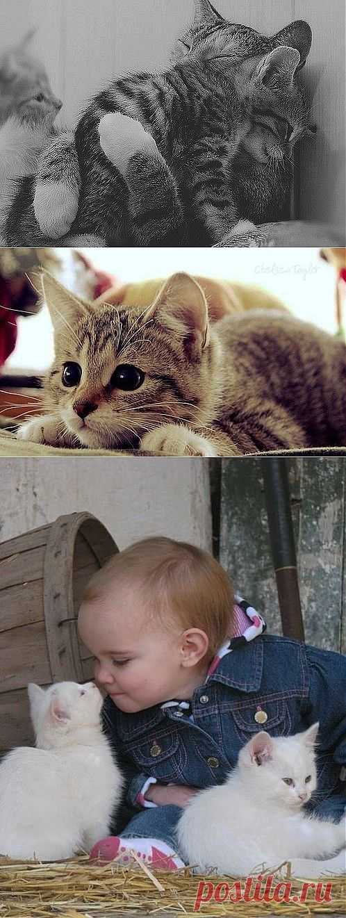 Cats